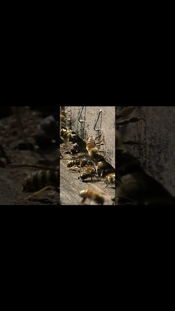 Wasp Overpowers Honey Bees to Raid Hive #shorts