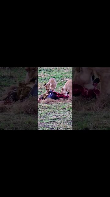 Lionesses Feast On Wildebeest #shorts | #ShortsAfrica