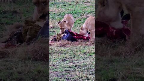 Lionesses Feast On Wildebeest #shorts | #ShortsAfrica