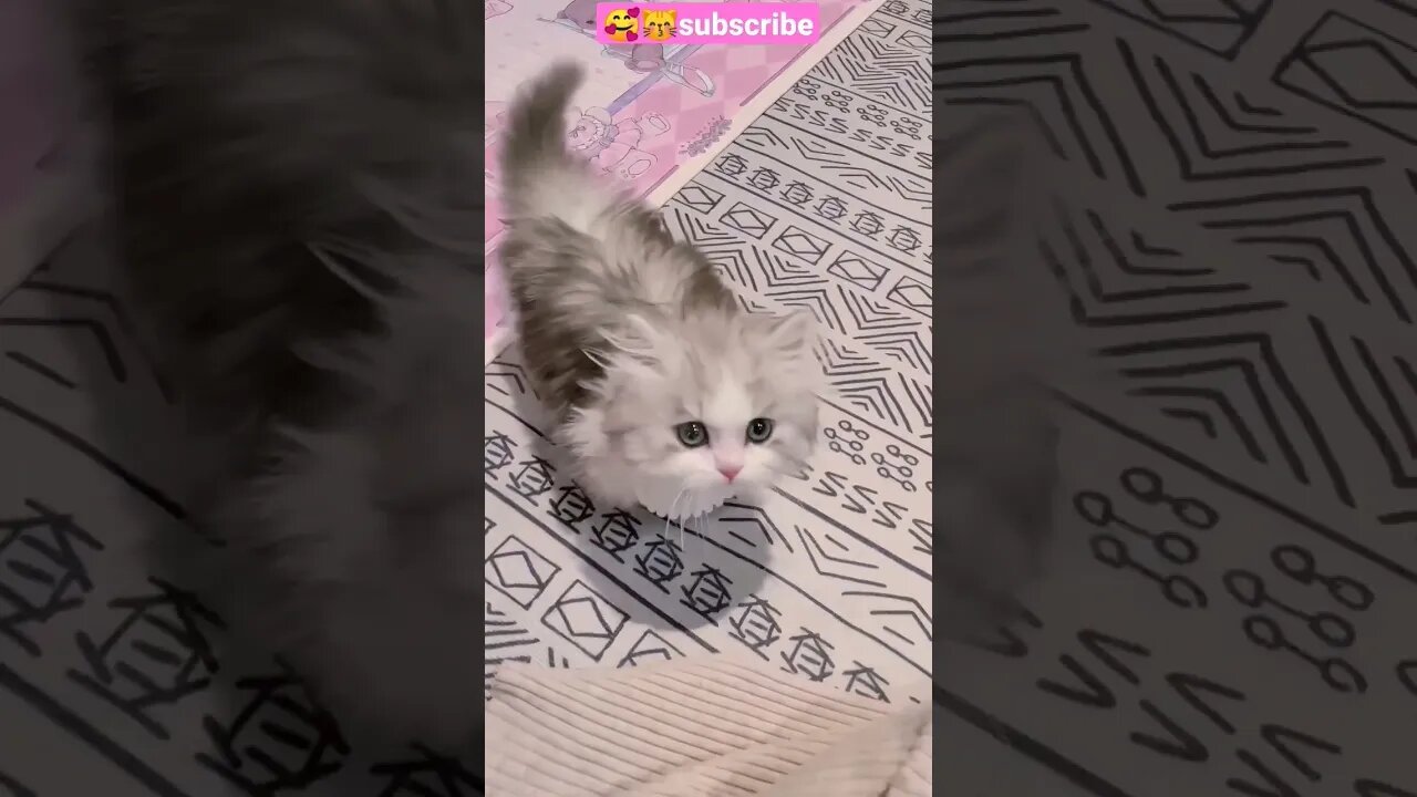 February 2, 2023 So Cute Cat || 🥰😽🐱 #shorts #shortsfeed #youtubepets_&_animals #cat