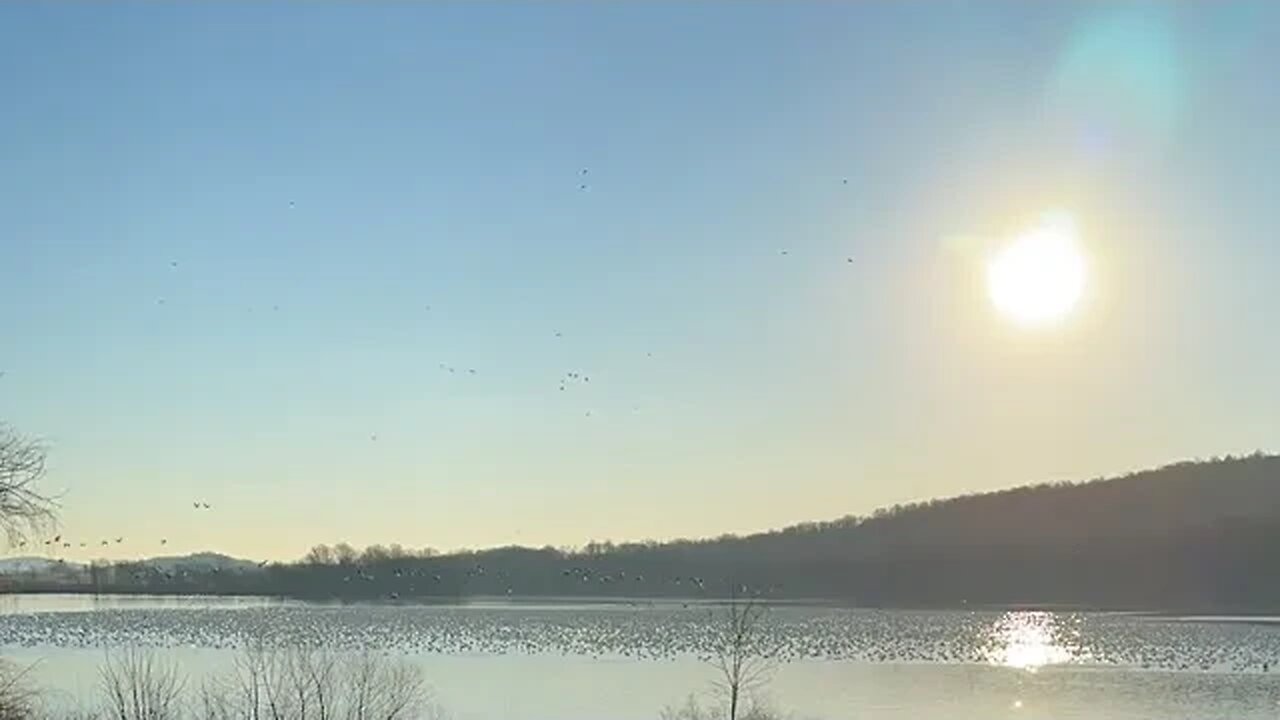 YouTube live. Go to 2:40. Thunderous flight of snow geese and tundra swan. Middle Creek, Pa