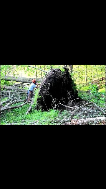 Amazing Tree Uprooting On Virginia Logger Caught On Film #Shorts