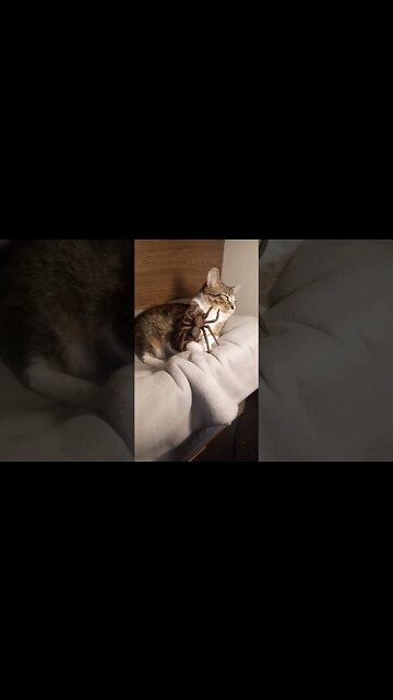 Cat Attacked by Spider Freezes #shorts