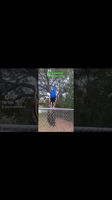 This peacock thinks he is important.#animals #birds #peacock #colorful #king #orlandoflorida