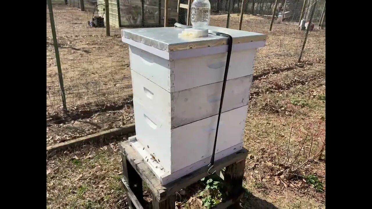 I’ve Got The Fever And It’s infecting My Honeybees!