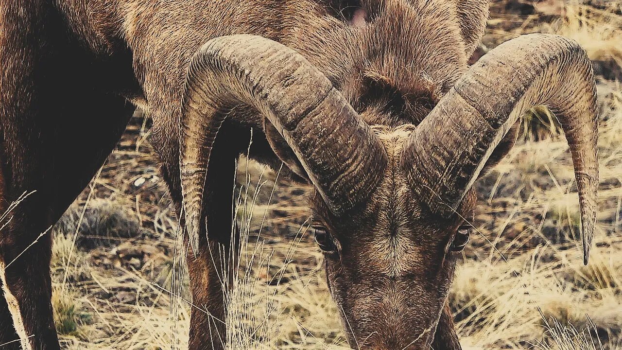 UP CLOSE AND PERSONAL Bighorn Rams 2023