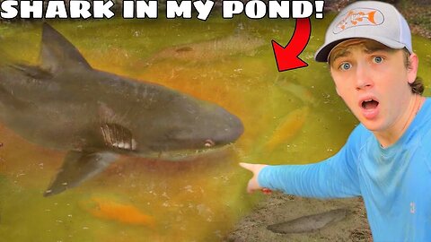 Caught a Shark in My Pond