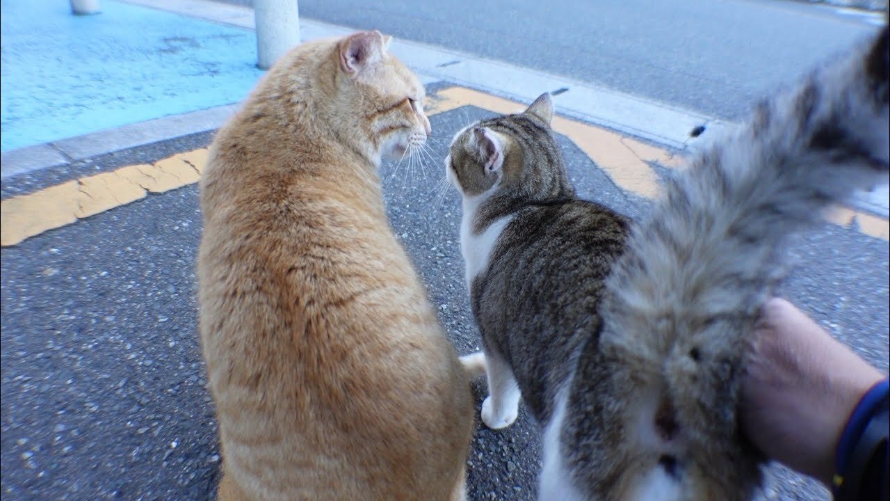 There was a ginger tabby cat, so if I was nadenade, other kittens also came to be stroked