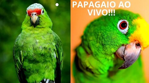 Papagaio ao vivo!!!