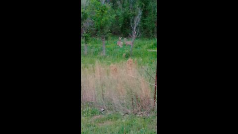 Whitetails before storm