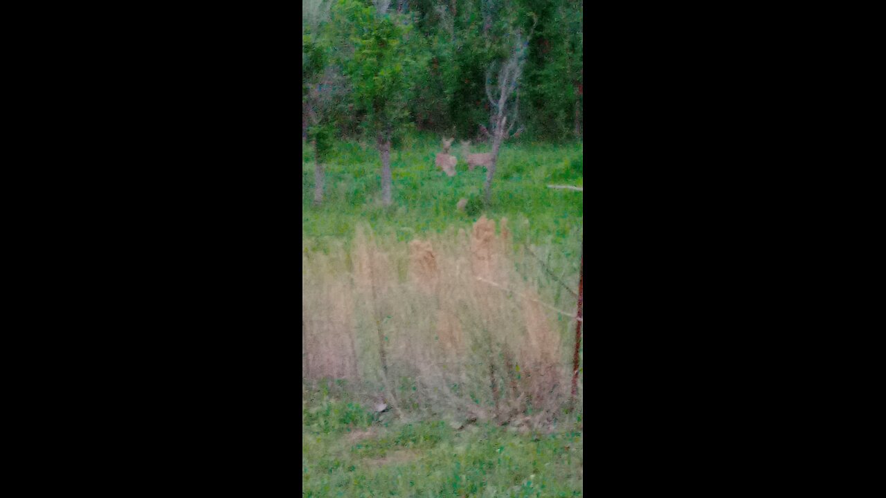 Whitetails before storm