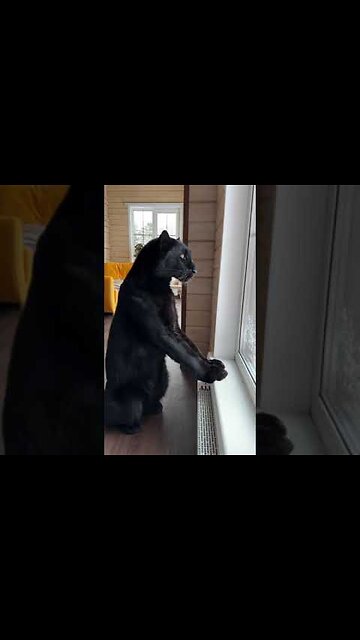 You are always beautiful 😸