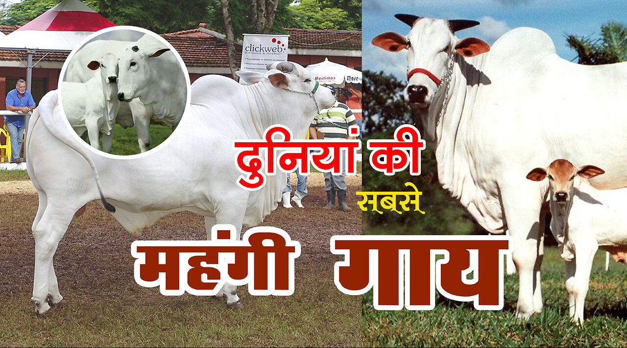 दुनिया की सबसे महँगी गाय