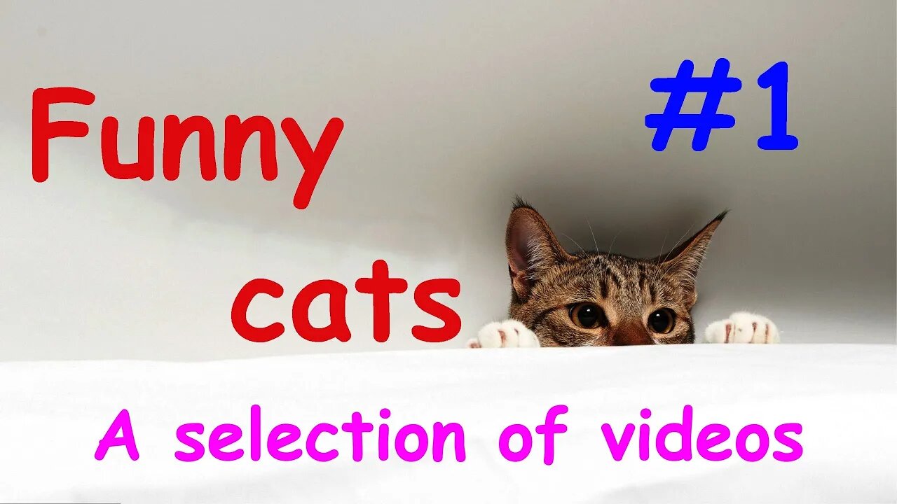 Funny cats / A selection of videos #1