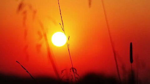 blades of grass against the setting sun SBV 338555425 HD