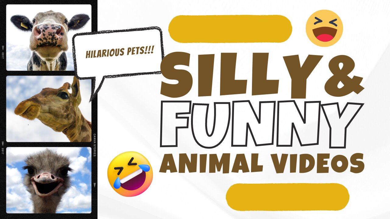 Discovery the real silly funny animals