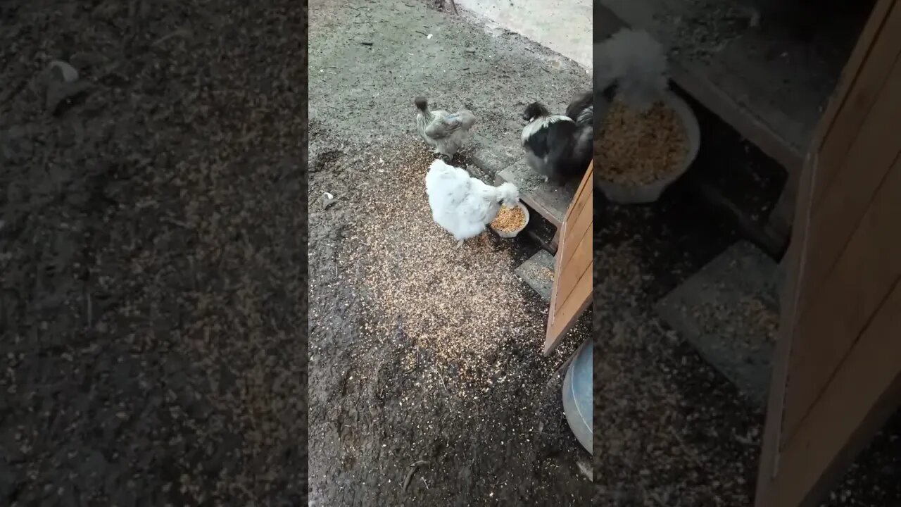 Good morning Silkies