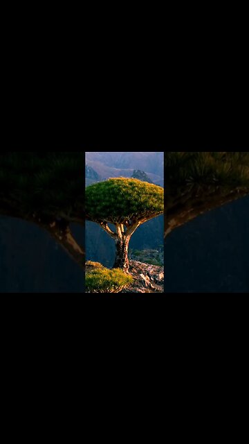 Socotra Island #shorts #youtubeshorts #didyouknow #facts #viral #shortsfeed #dailyfacts #funfacts