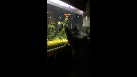 I think this cat wants to destroy my fish!!