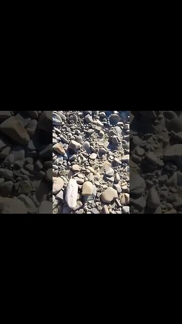 Petrified wood in the river bed #fossil #rockhound