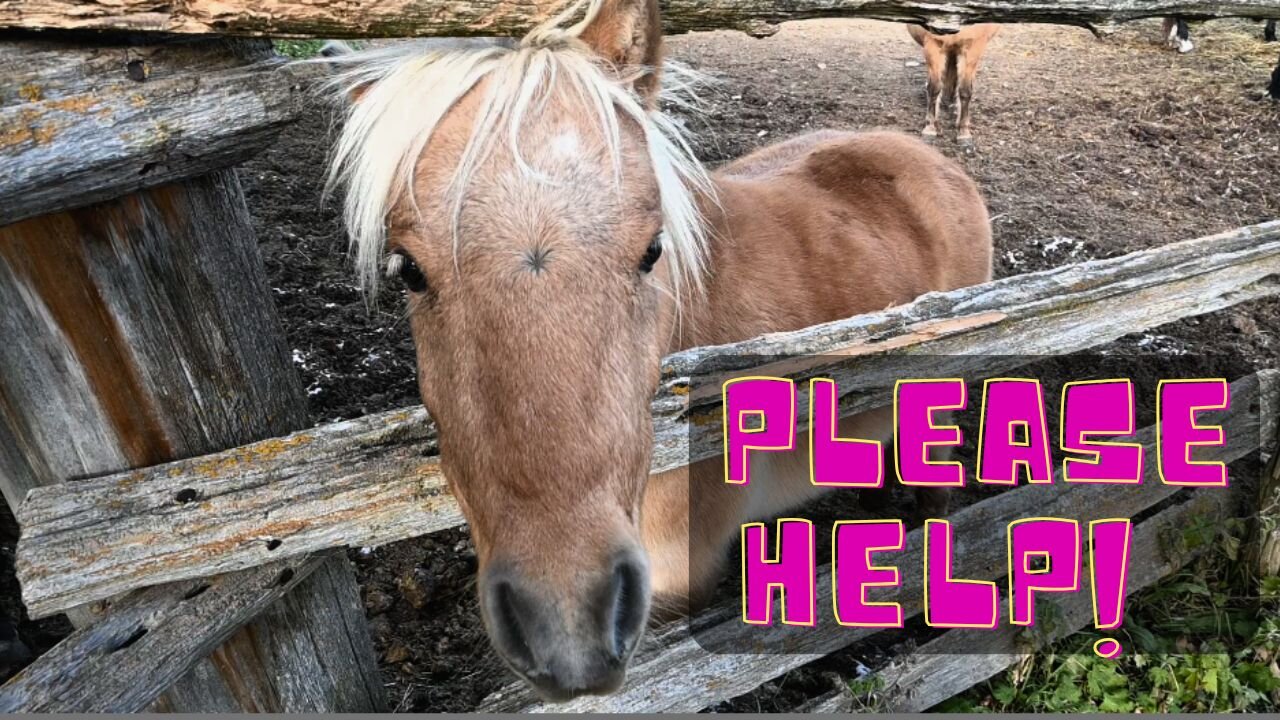 Please HELP Save The HORSES!