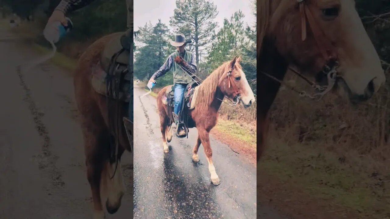 How Real Texans salt the roads in the winter time! #cowboys #texas #horses #winter #icestorm