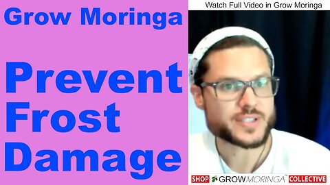 Prevent Moringa Tree Frost Damage | Small Greenhouse or Hoop House + Trim Trees Short During Winter