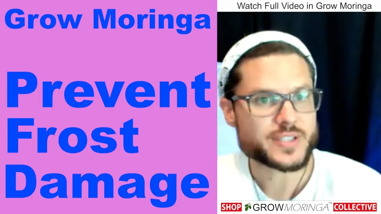 Prevent Moringa Tree Frost Damage | Small Greenhouse or Hoop House + Trim Trees Short During Winter