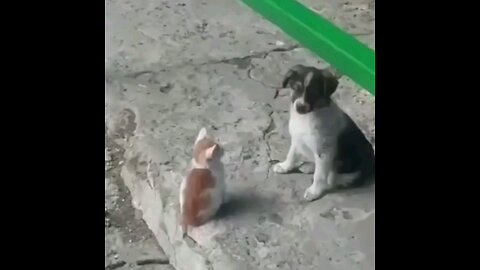 What a friendship between a cat and a small puppy🐕🐕🐕 trendind video