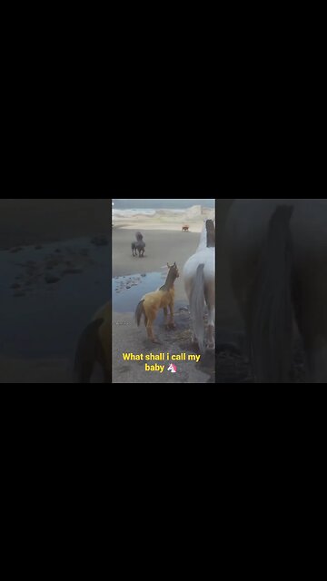 Hogwarts Legacy - What shall I name my baby unicorn?