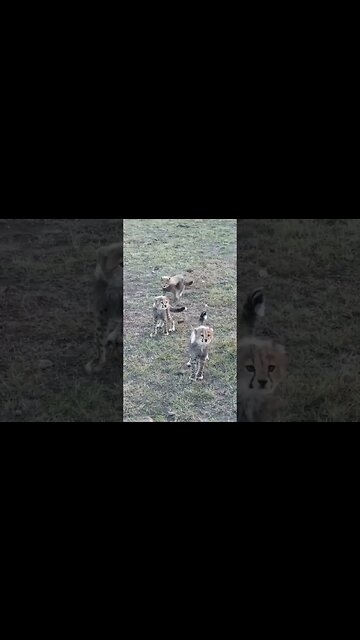 Cheetah babies