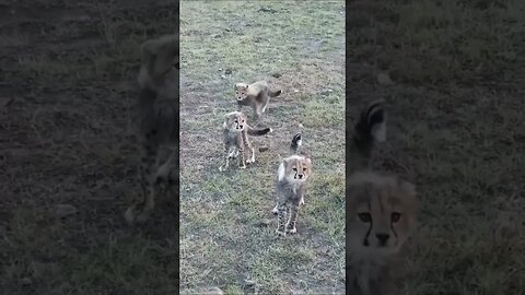 Cheetah babies