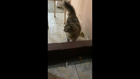 Kitten Lola; Cat Lola