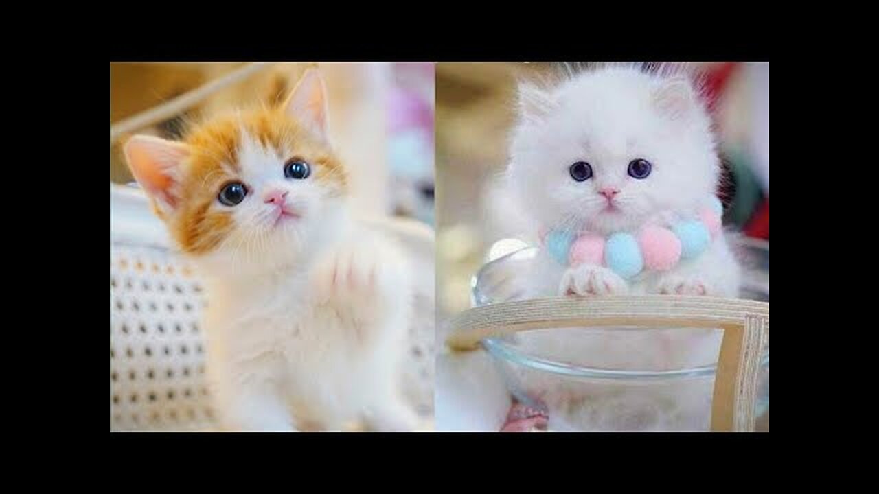 Baby Cats Cute And Funny Cat Video Compilation