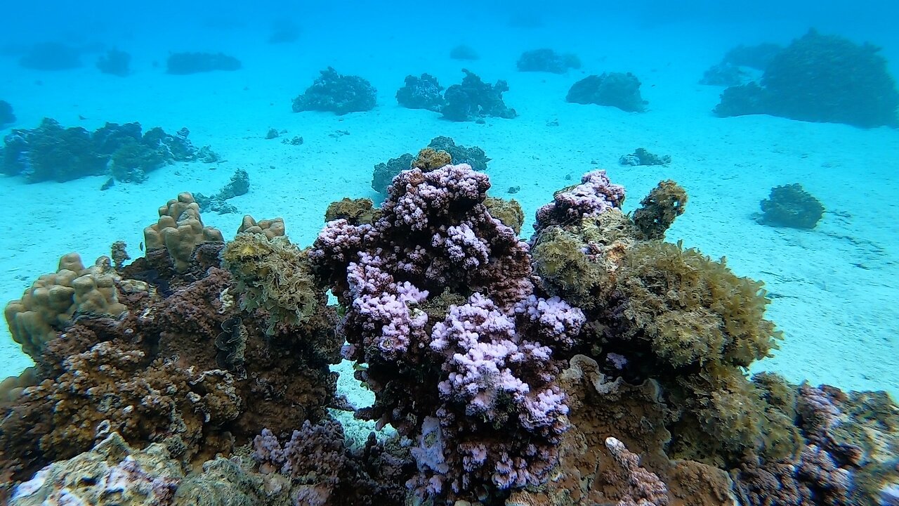 Diving in French Polynesia