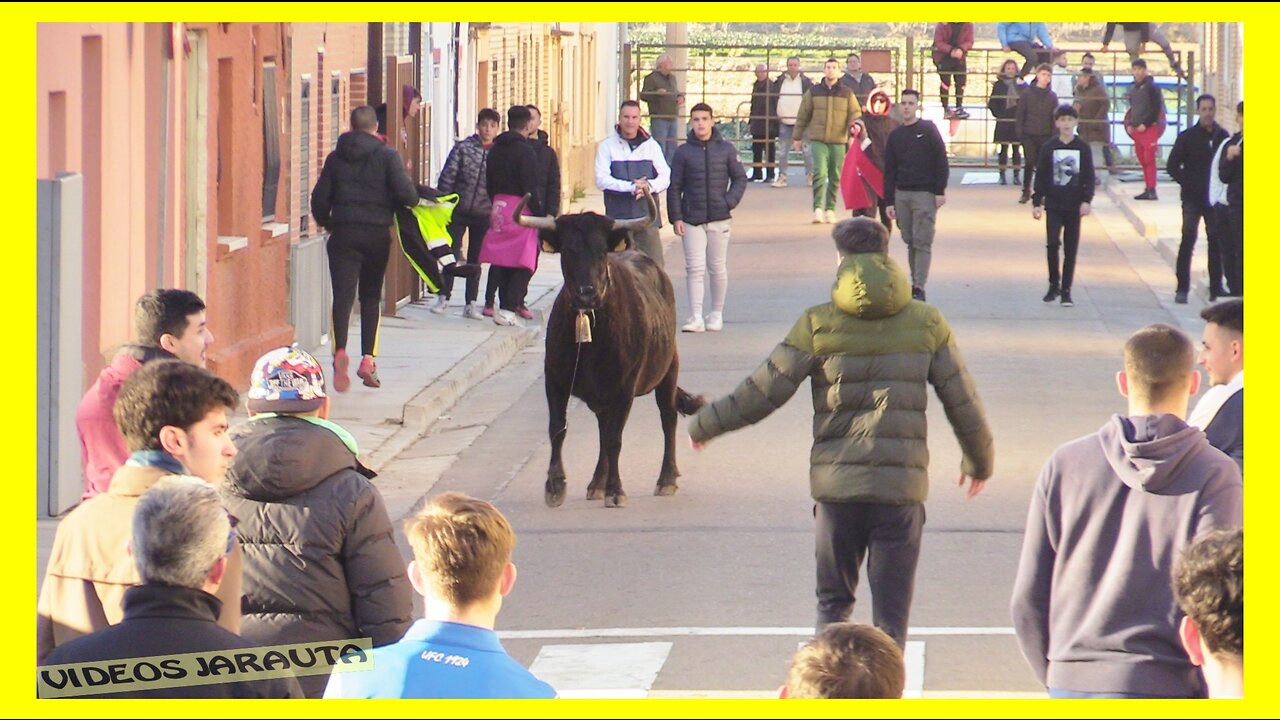 MONZALBARBA ( ZARAGOZA ) TARDE VACAS EN LA CALLE ( SÁBADO 4 FEBRERO 2023 ) GANAD.RAUL IZQUIERDO