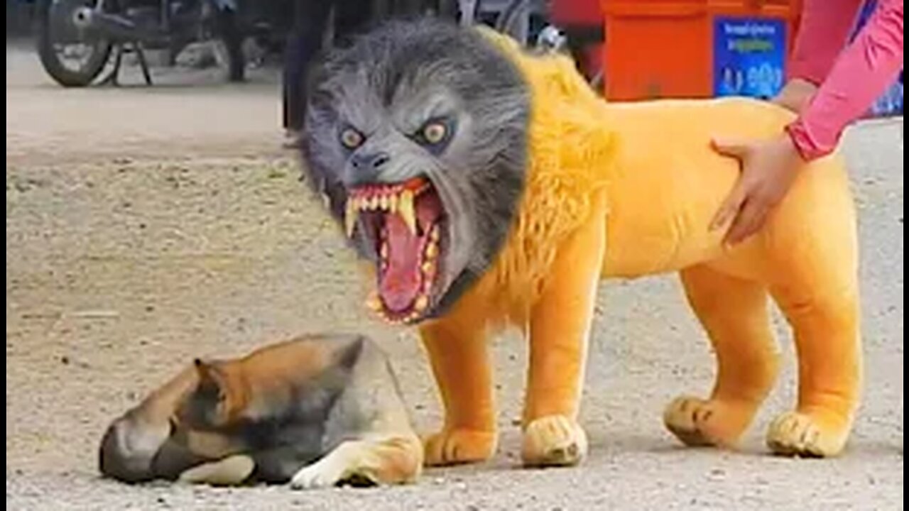 Troll Prank Dog Funny & fake Lion and Fake Tiger Prank To dog