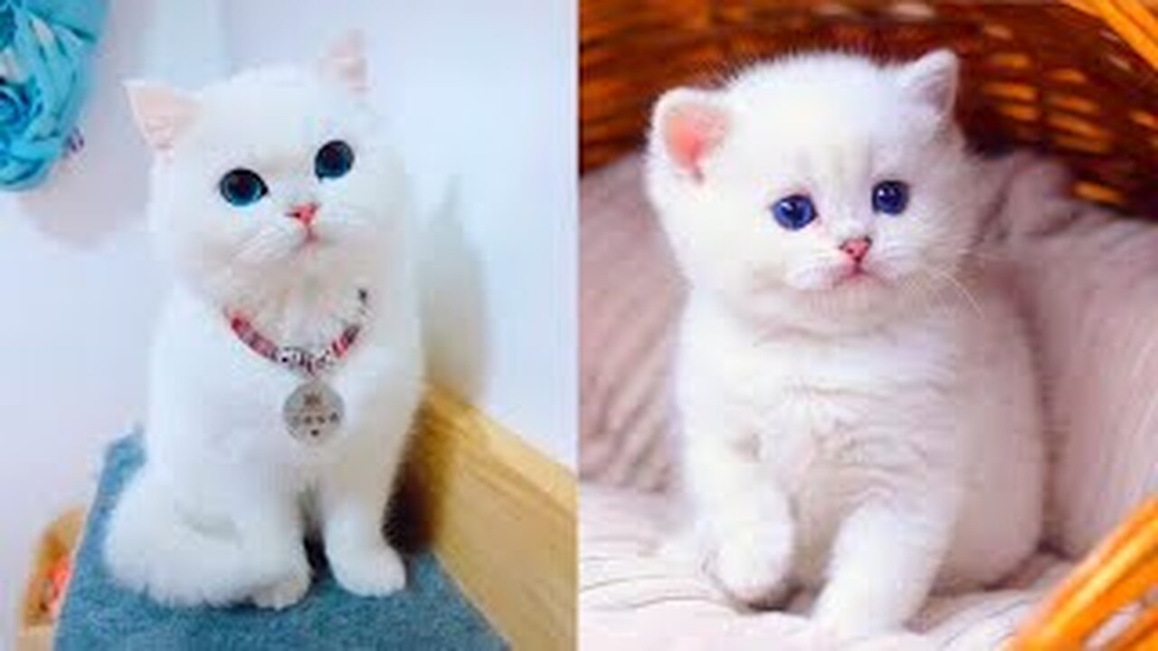 The Cat Playing With his Owner