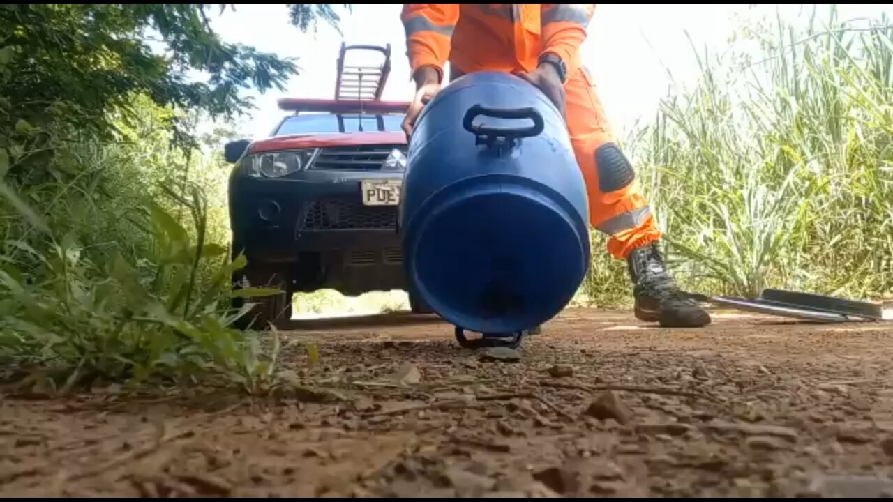 Coral uma das cobras mais venenosas, mas que menos vítimas faz