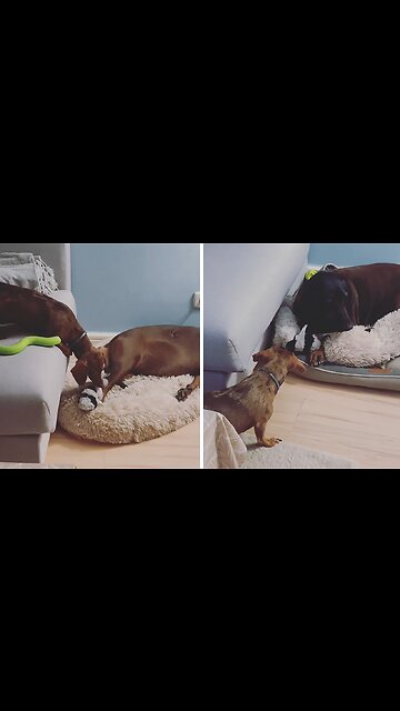 Dachshund Pup Determined To Steal Toys From Dog