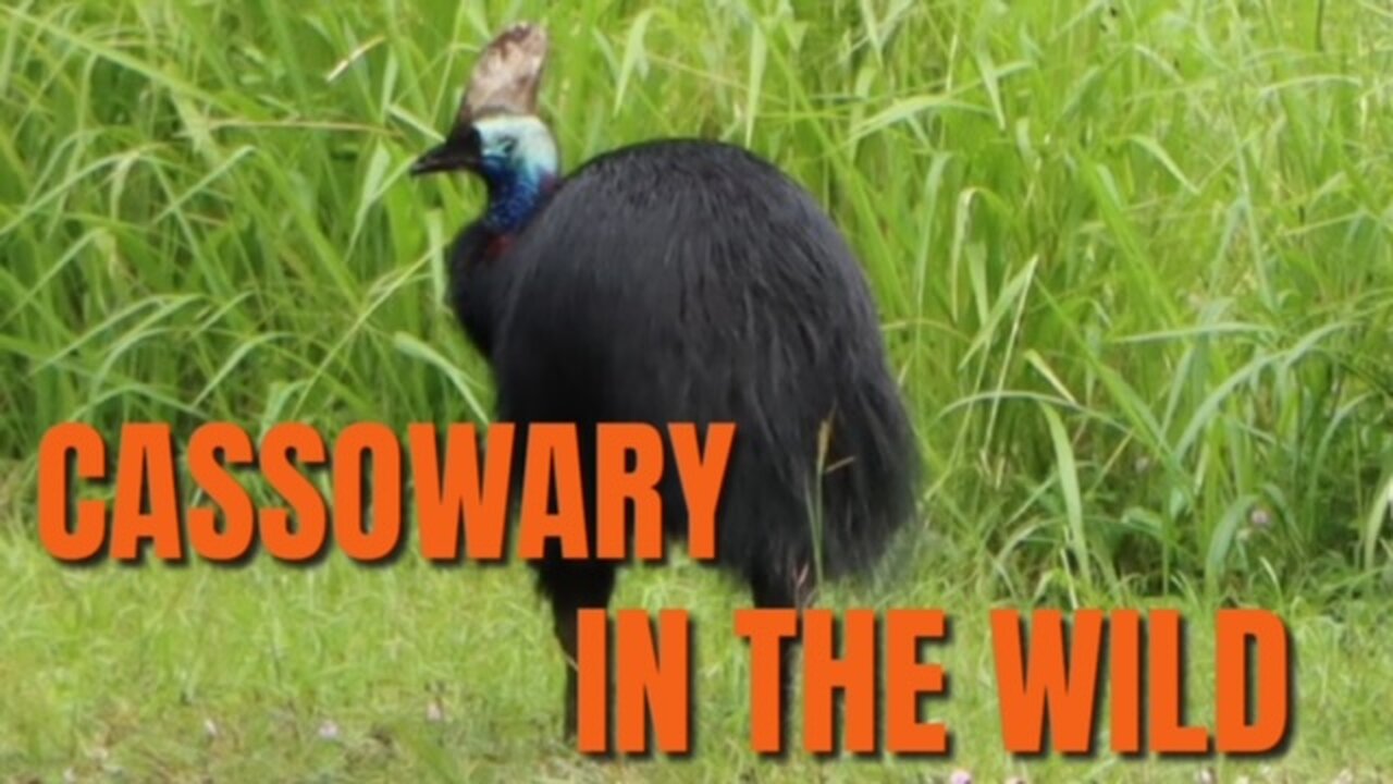 A Rare Sighting of a Cassowary Father & Chick! | Episode 9