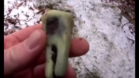 DNA Results of Purported Giant Tooth