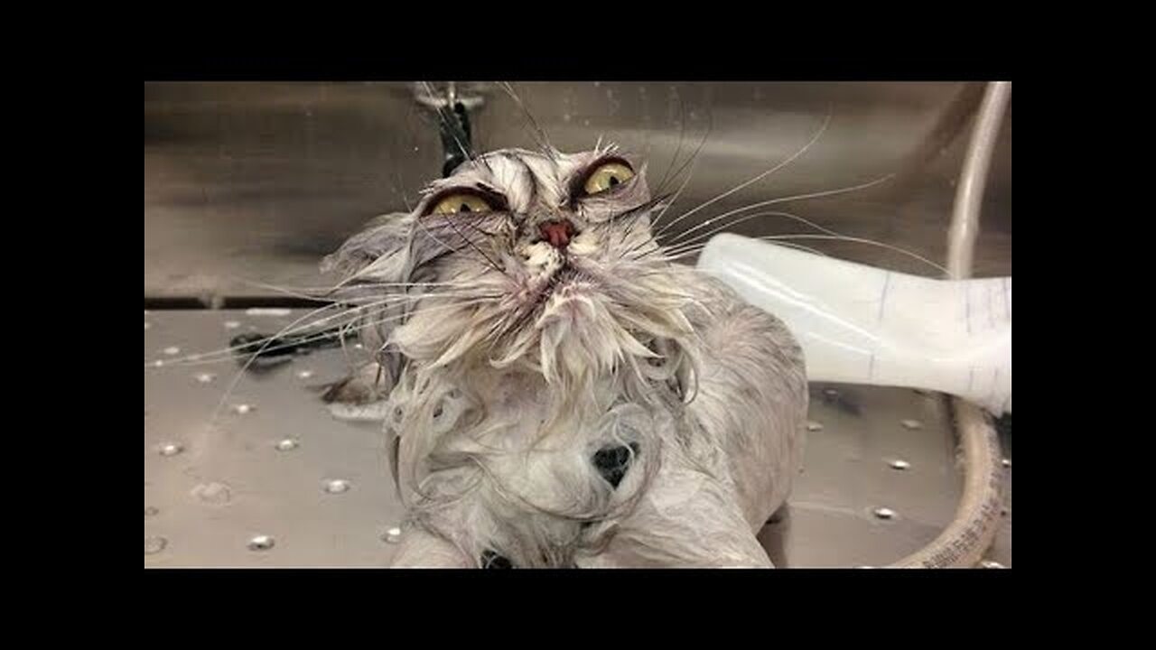 Funniest Cat Videos Ever! (Try not to laugh) 😺