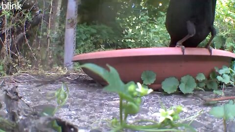 Amsel im Bad