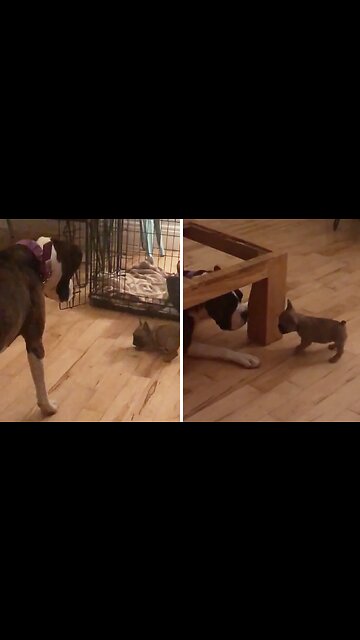 Tiny Puppy Shows Big Dog Who's The Boss