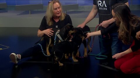 3 Puppies looking for their forever homes: Paws on the Ground CO