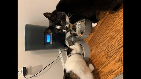 Cat Feeder, HoneyGuaridan 6.5L Automatic Pet Feeder for Two Cats Dogs Food Dispenser Auto Cat F...