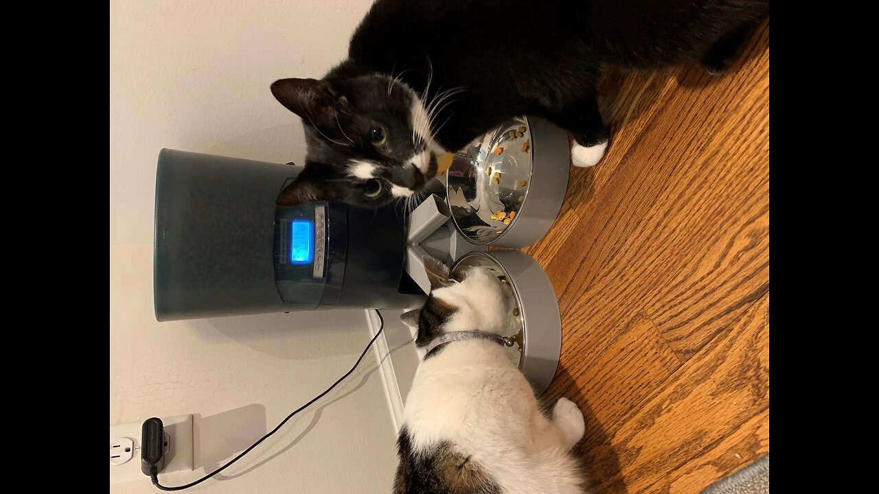 Cat Feeder, HoneyGuaridan 6.5L Automatic Pet Feeder for Two Cats Dogs Food Dispenser Auto Cat F...
