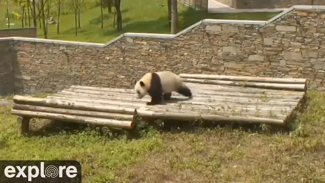 Panda Decides To Rolls Down The Hills