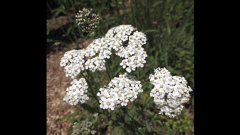 The amazing benefits of Yarrow!